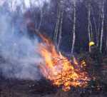 Volunteers scrub-bashing on Greenham Common Log pile