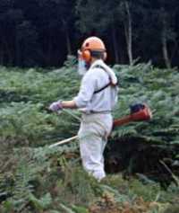 Clearing bracken