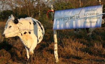 Cow and banner